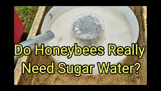 Do Honeybees Really Need Sugar Water?