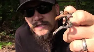 THE WILD-MAN'S WILD FRIENDS VIDEO SERIES - RED-BELLIED SNAKE