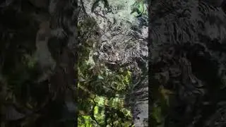 экскурсии Доминикана 🇩🇴 Лагуна ДУ Ду кормим рыбок и черепах #гидвдоминикане #экскурсиидоминикана
