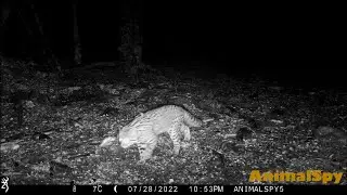 GATO MONT&Eacute;S o de GEOFFROY (Leopardus geoffroyi) - PATAGONIA - mayo a agosto 2022 - C&Aacute;MARAS TRAMPA