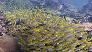 Underwater Thailand Trailer 3D 180VR