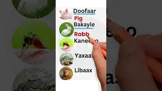 Изучайте английский и сомалийский языки #шорты