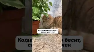 Вы такие же?