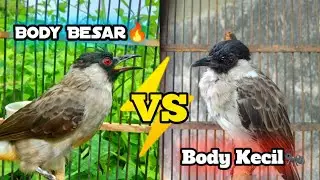 Ngetrek Kutilang Body Kecil VS Body Besar⁉️#kutilanggacor #kutilangpikatsupergacor #kutilang