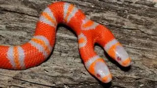 Two Headed Snake : SnakeBytesTV