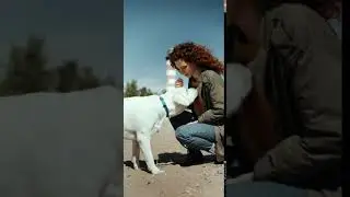 Best Friend   Cute and Funny Animals Videos Compilation   Dog Videos Compilation #219