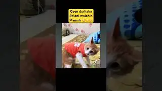 Oyen berani betaninya marahin mamah😂 #cat #kucinglucu #funny #kocak