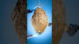 What&rsquo;s Inside a Wasp Nest?