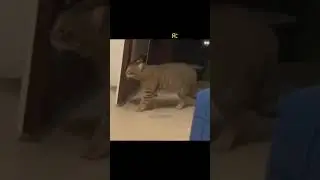 Приколы с животными | FUNNY ANIMAL 2023 #shorts #cat #meme #best #funnyvideo #pets #coub