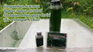 How to make green water chlorella