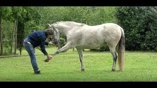 &Eacute;thologie / Cheval difficile : R&eacute;&eacute;ducation comportementale d'un cheval qui panique (peur / stress).