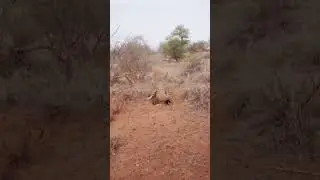 Leopard attacking HOG!