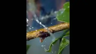 Learning from Archerfish: The Power of Observation and Mentorship