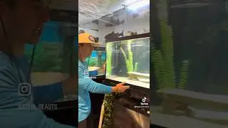 FISH ROOM TOUR!! #shorts #fish #fishtank #aquabeastsrj