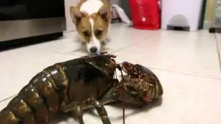 Corgi vs Lobster