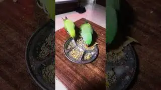Mithu & Mithi parrotlover #instaparrot #parrotlet #parrotlovers #parrots_life #