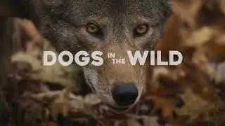 Nature: Dogs in the Wild