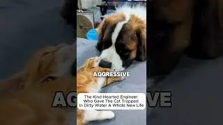 Rescue a cat #lovestory #animals #wildliferescue #cute #wildlife #rescue#birds #hawk #love