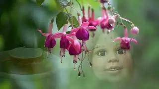 The Dolls