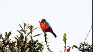 Mountain Tanager Scarlet Bellied 932