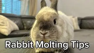 Tips for When Your Bunny is Shedding a LOT