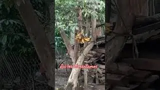 #viral #aves #funny #gracioso #twitter #instagram #youtube #tiktok #navidad #2024 #lgbtq