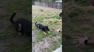 Special Edition WIDS: Max the Super Dog!