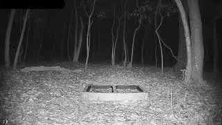 Live Backyard Critter Cam