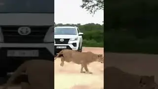 Lion Attack on wild Animals🦣🐅#wildanimals #animalsattack