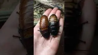 Madagascar Hissing Cockroach Pair!