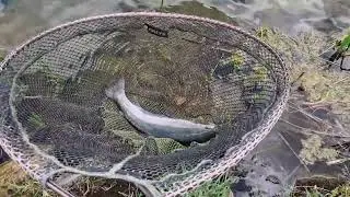 Fly Fishing at Chatton Fly fishery #flyfishing #troutfishing #catchandrelease