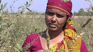 A Story of Mogulamma, Ecological Farmer from Potpally