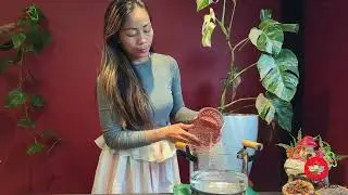 Make Spruce Tips Syrup  for Free  Marias World Channel TV