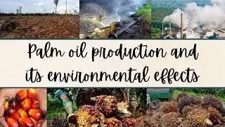 STU2073 Video Presentation - Palm Oil and its Environmental Effects