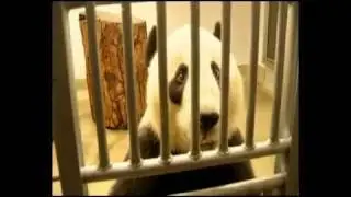 The Pandas at Adelaide Zoo