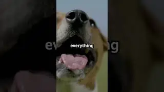 The Story Of A Small Dog-A tale Of Courage #shorts#story#courage#facts#dog#small#viral#viralvideo
