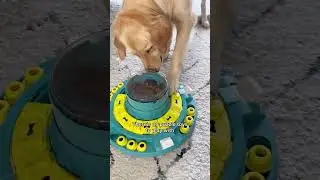 Why my dog won't survive in the wild😅 #dog #doglover