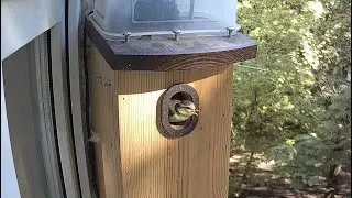 Птенцы лазоревки покидают гнездо / Blue Tit chicks fledging