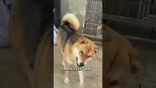 Dog&rsquo;s Painful Secret Revealed by Caring Owner  #shorts #dog