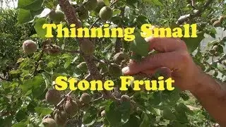 Fruit Thinning 2019 - Small Stone Fruit