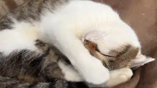 【むぎゅ～】こーちゃんのすやすやが可愛すぎる！！！