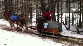 Sap Collecting in Keene 2015 #5