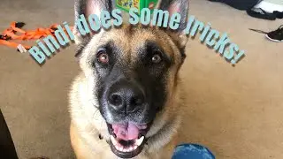 Bindi does some tricks! | A girl and her dog