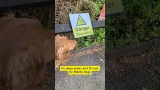 Monty discovers a pawsome spot for doggos #doggo