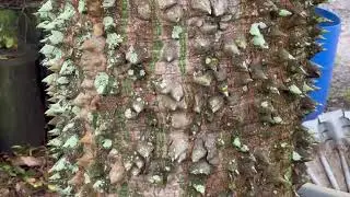 Floss Silk Tree/Unusual Trees/Large Palms and Trees/Central Florida's Leading Tree Installers