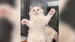 🐱💃🐶 Hilarious Dancing Cat & Dog Duo | Cutest Dance Battle Ever! 😂🎶