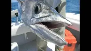 Tampa Fl fishing,St. Petersburge FL fishing with Fat Cat Charter Fishing Florida