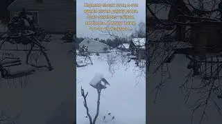 Хищник прилетел поохотиться на птичек. Похоже это ястреб.#хищныептицы #пернатые