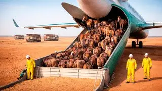 China Brachte Ausgestorbene Wildpferde In Die W&uuml;ste Zur&uuml;ck Und Alles &Auml;nd