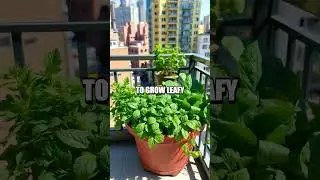 Urban Garden Edibles: Grow Your Own Salad in the City